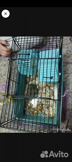 Джунгарский хомяк с клеткой