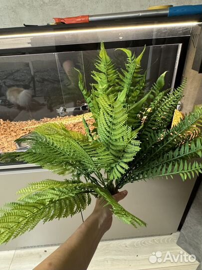 Папоротник для террариума