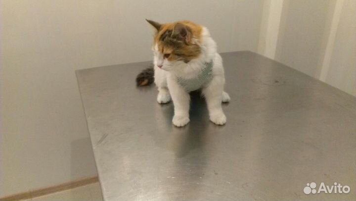 Стерилизация кошки с доставкой на дом