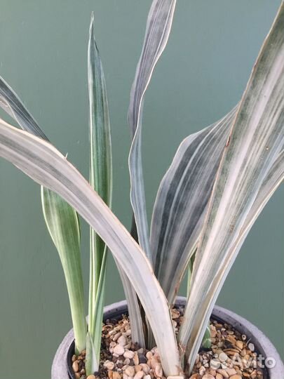 Сансевиерии