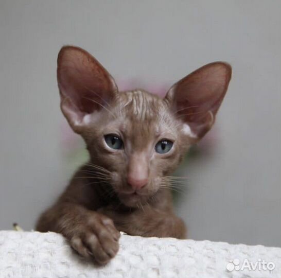 Ориентальные малыши