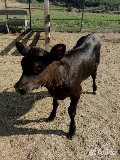 Телочка 1 месяц