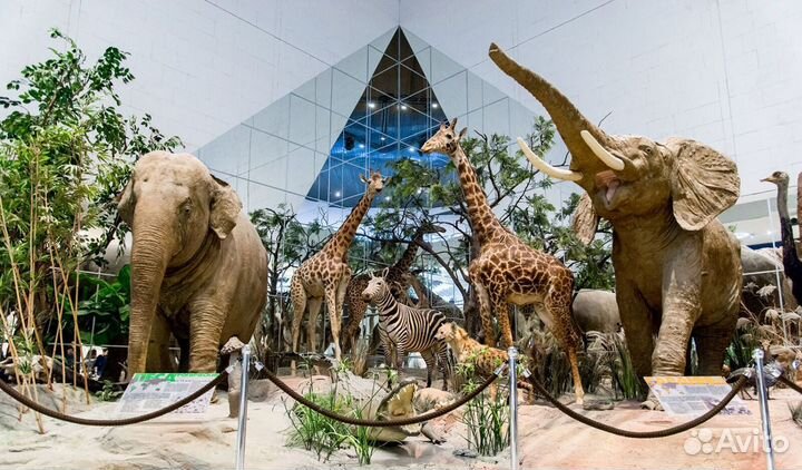 Школьнае экскурсия 