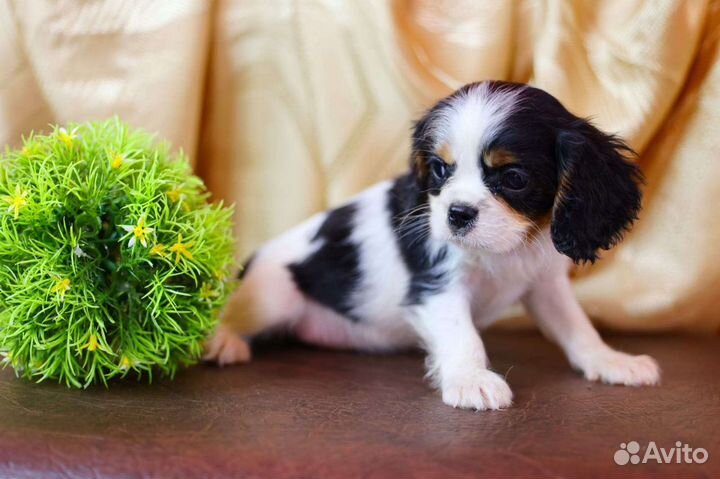 Кавалеры мини ждут хозяина