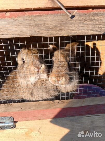 Кролики мясных пород