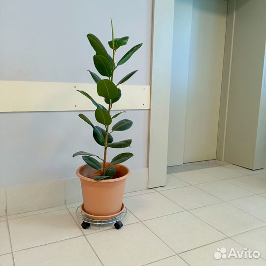 Фикус