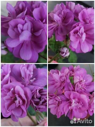 Пеларгонии сортовые коллекционные
