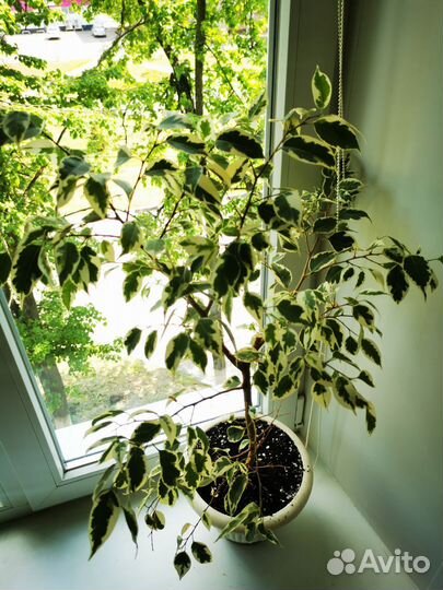 Фикус де Гантель