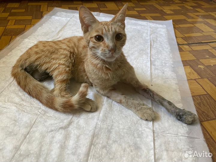 Ищем хозяев для котика