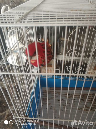 Говорящий попугай