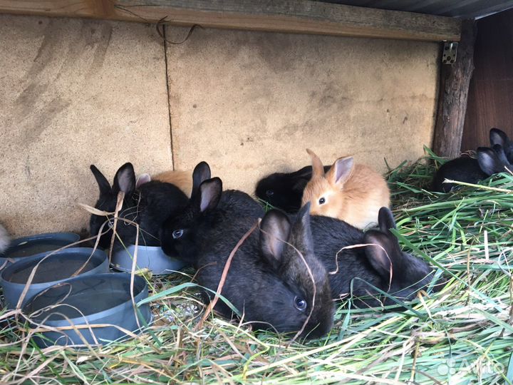 Продам кроликов