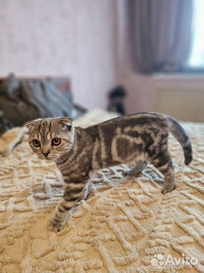 Отдам котика в добрые руки