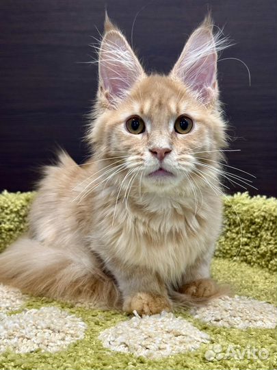 Мейн-кун рыжий мальчишка