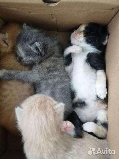 Котятки в добрые ручки