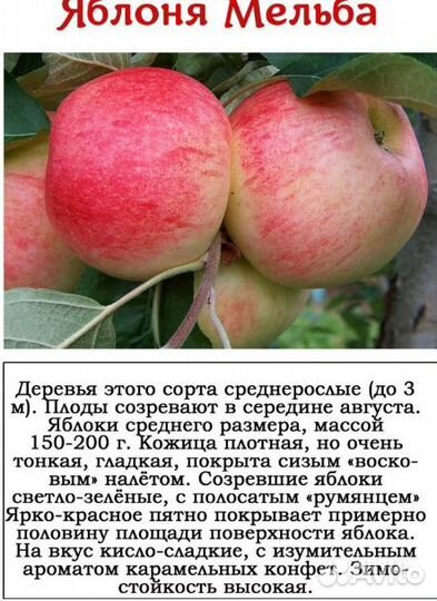 Яблоня саженцы