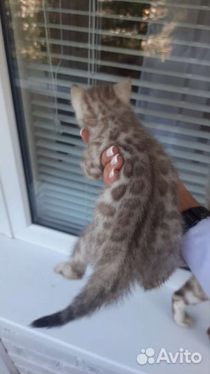 Бенгальские котята