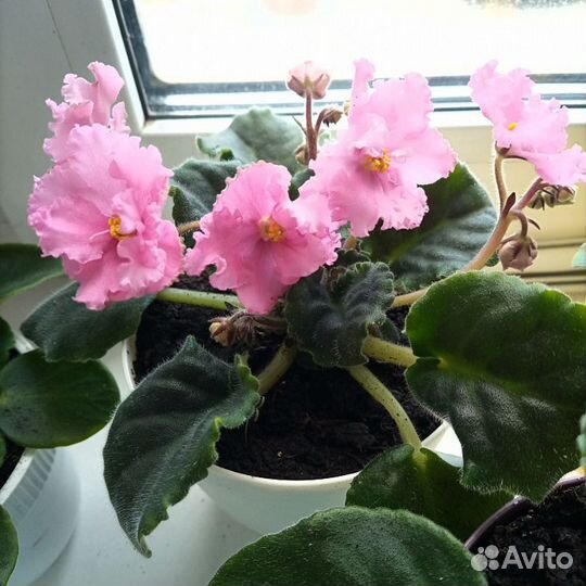 Фиалки сортовые