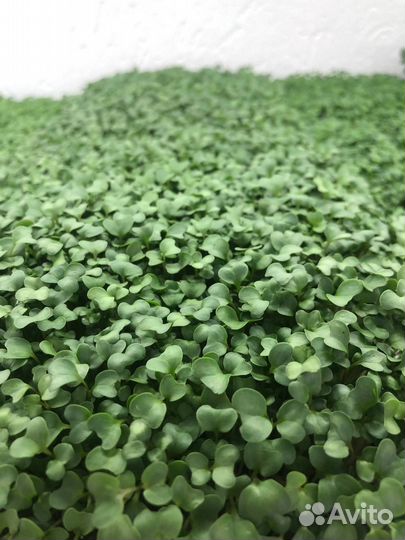 Микрозелень популярных культур (наличие/под заказ)