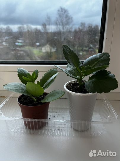 Каланхоэ розовая