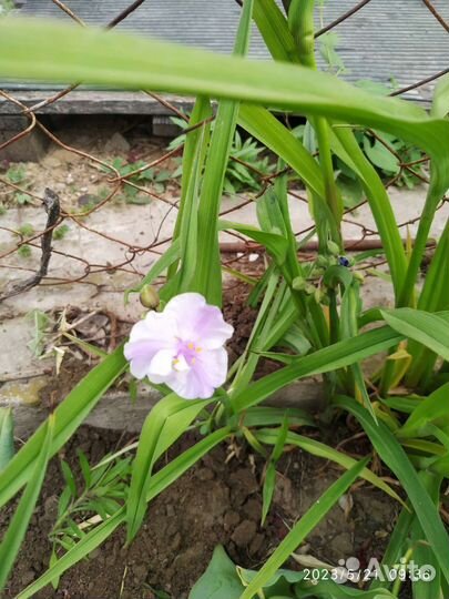 Многолетние цветы