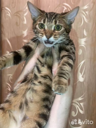 Котята абикун