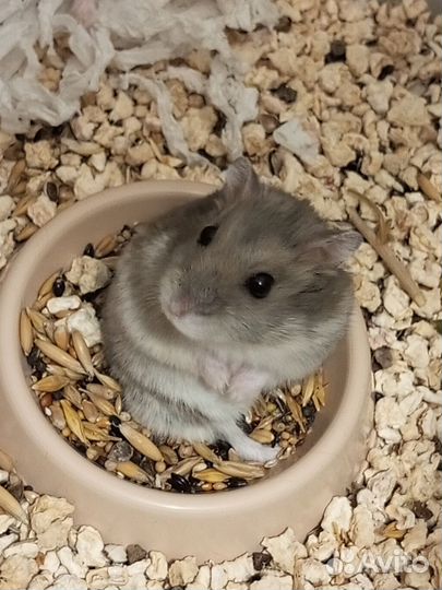 Джунгарский хомяк