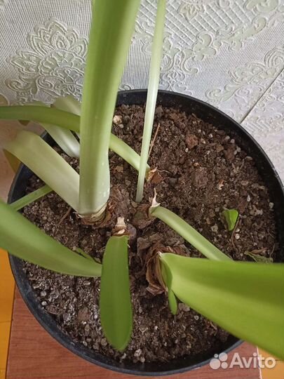 Гиппиаструм