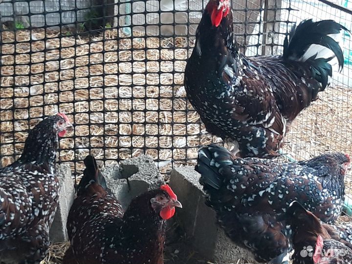 Домашние молодые петухи