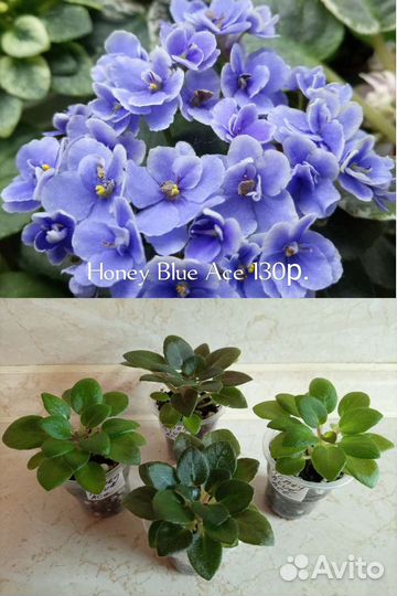 Фиалки сортовые мини,полумини детки и стартёры