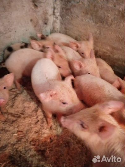 Поросята