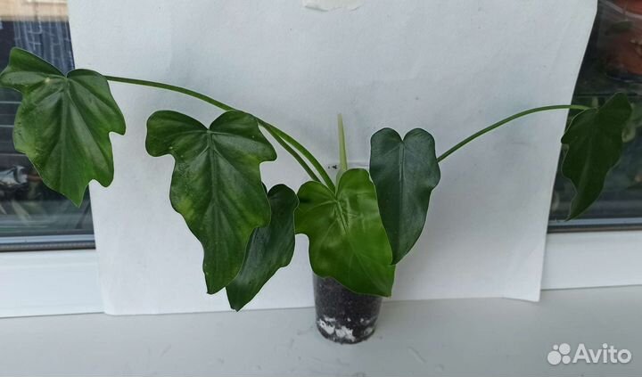 Ароидные, хойи, эписции