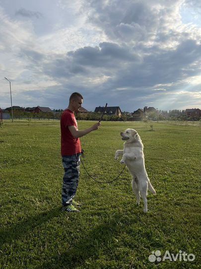 Инструктор - Кинолог. Дрессировка собак