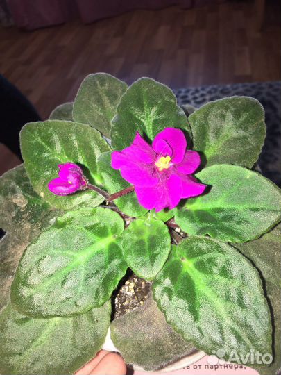 Фиалка сортовая Разные сорта и цвета