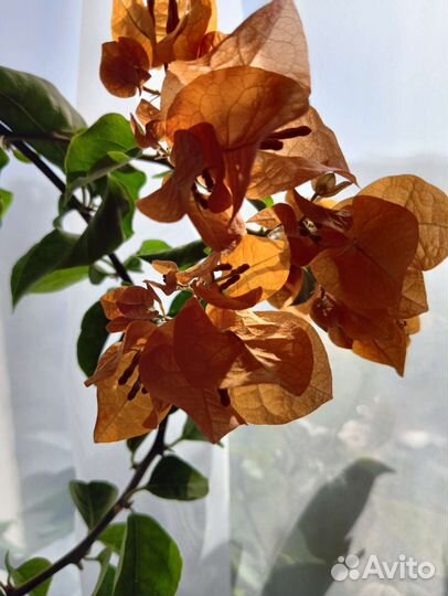 Укорененные черенки Бугенвиллии(