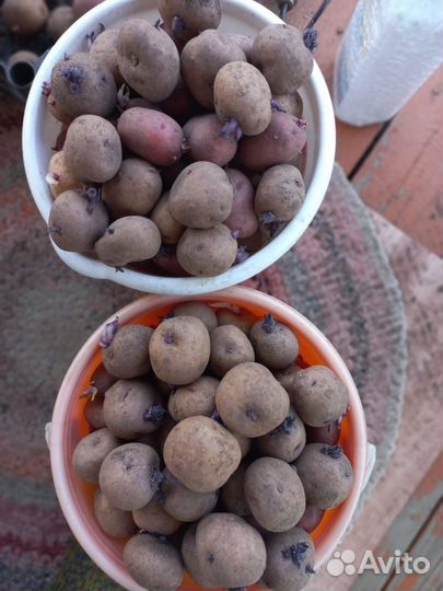 Семенной картофель