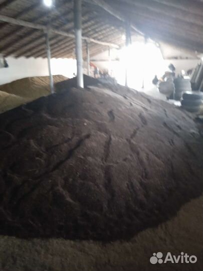 Семена суданки