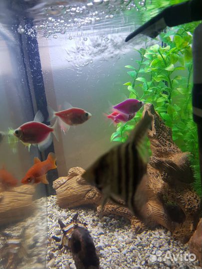 Аквариум
