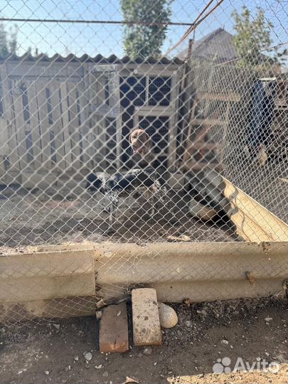 Продаётся щенок круцхара. Родители рабочие