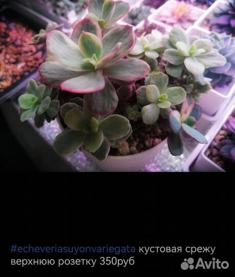 Суккуленты эконом виды