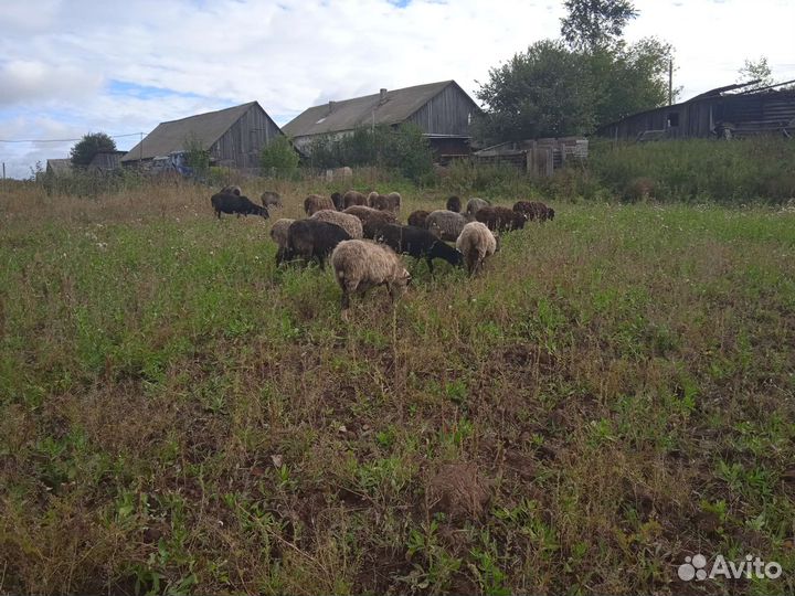 Овцы и козы