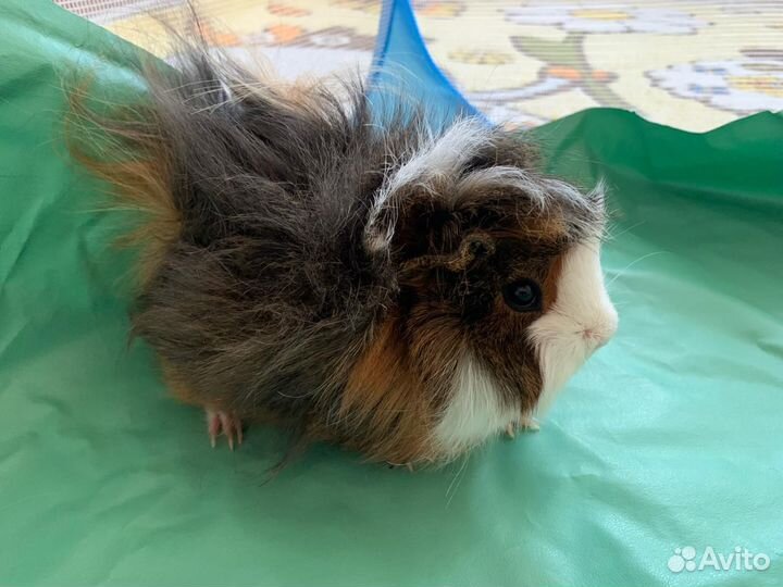 Морская свинка с клеткой