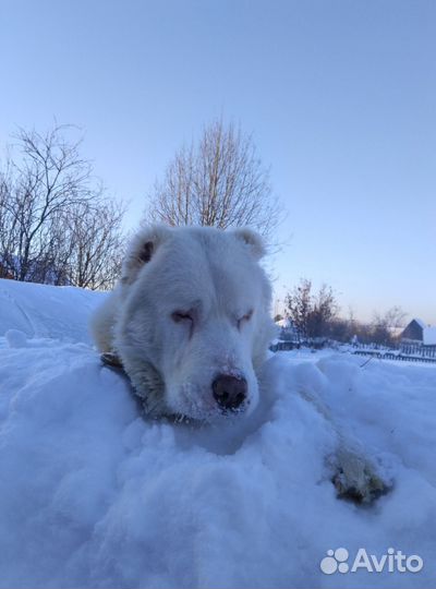 Щенки сао алабай