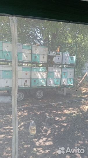 Пчелы пасека