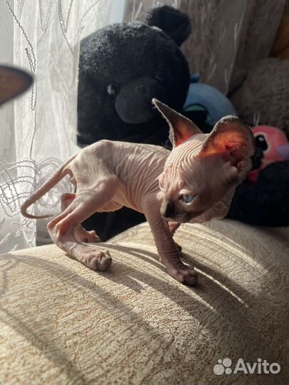 Котенок сфинкс