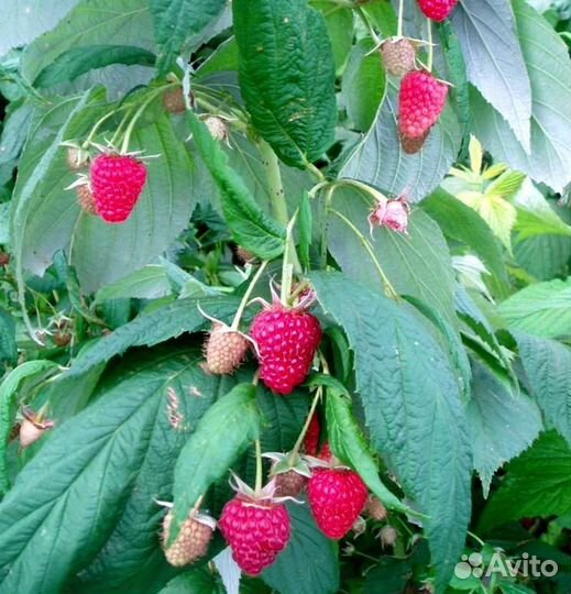 Таруса Штамбовая малина