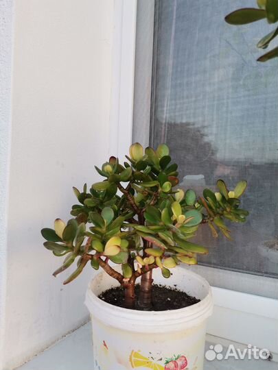 Денежное дерево