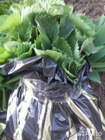 Рассада элитных сортов клубники (более 70 сортов)