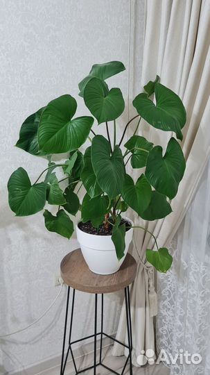 Хомаломена