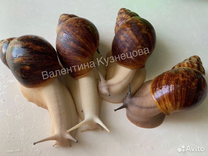 Улитки Ахатины,Архахатины,Слизни