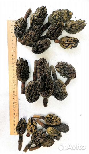 Шишки магнолии